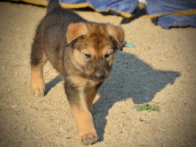 Monster Movie - King Kong - 6 weeks old - trotting forward