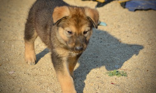 Monster Movie - King Kong - 6 weeks old - trotting forward