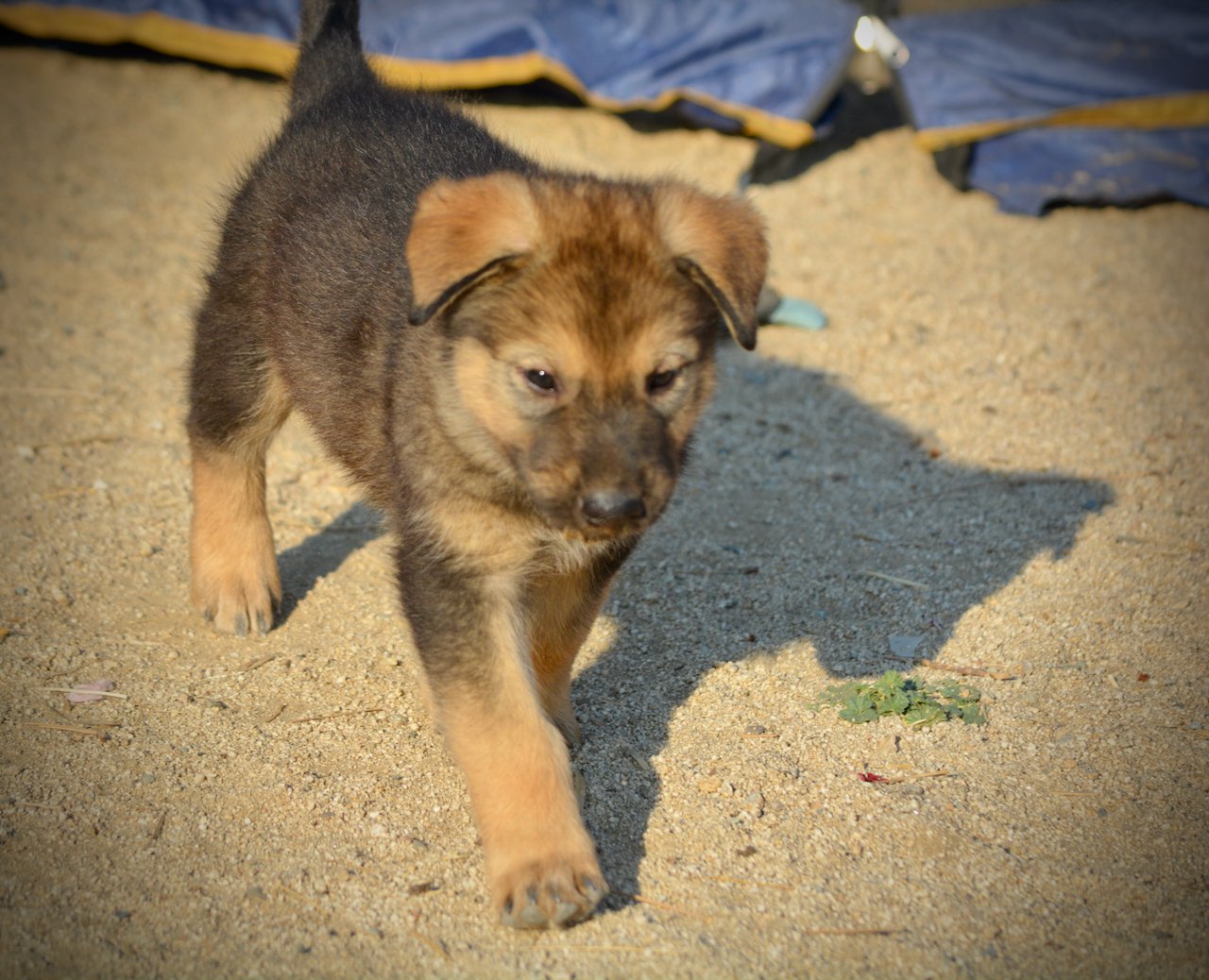 Monster Movie - King Kong - 6 weeks old - trotting forward