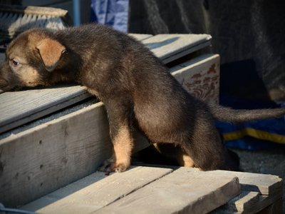 Monster Movie - Rodan - 6 weeks old - head on deck