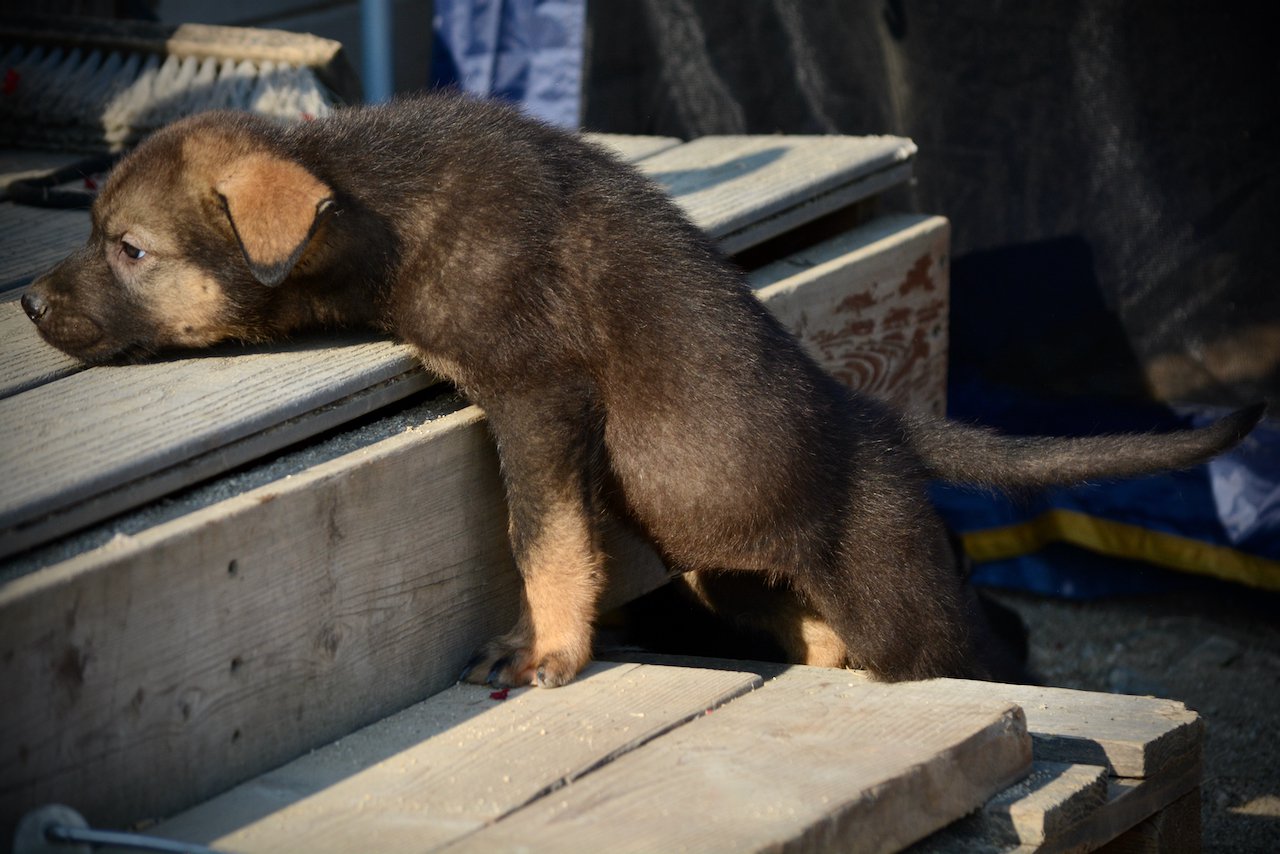 Monster Movie - Rodan - 6 weeks old - head on deck