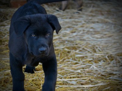 Big Dog Litter - 11 weeks old - Usul3