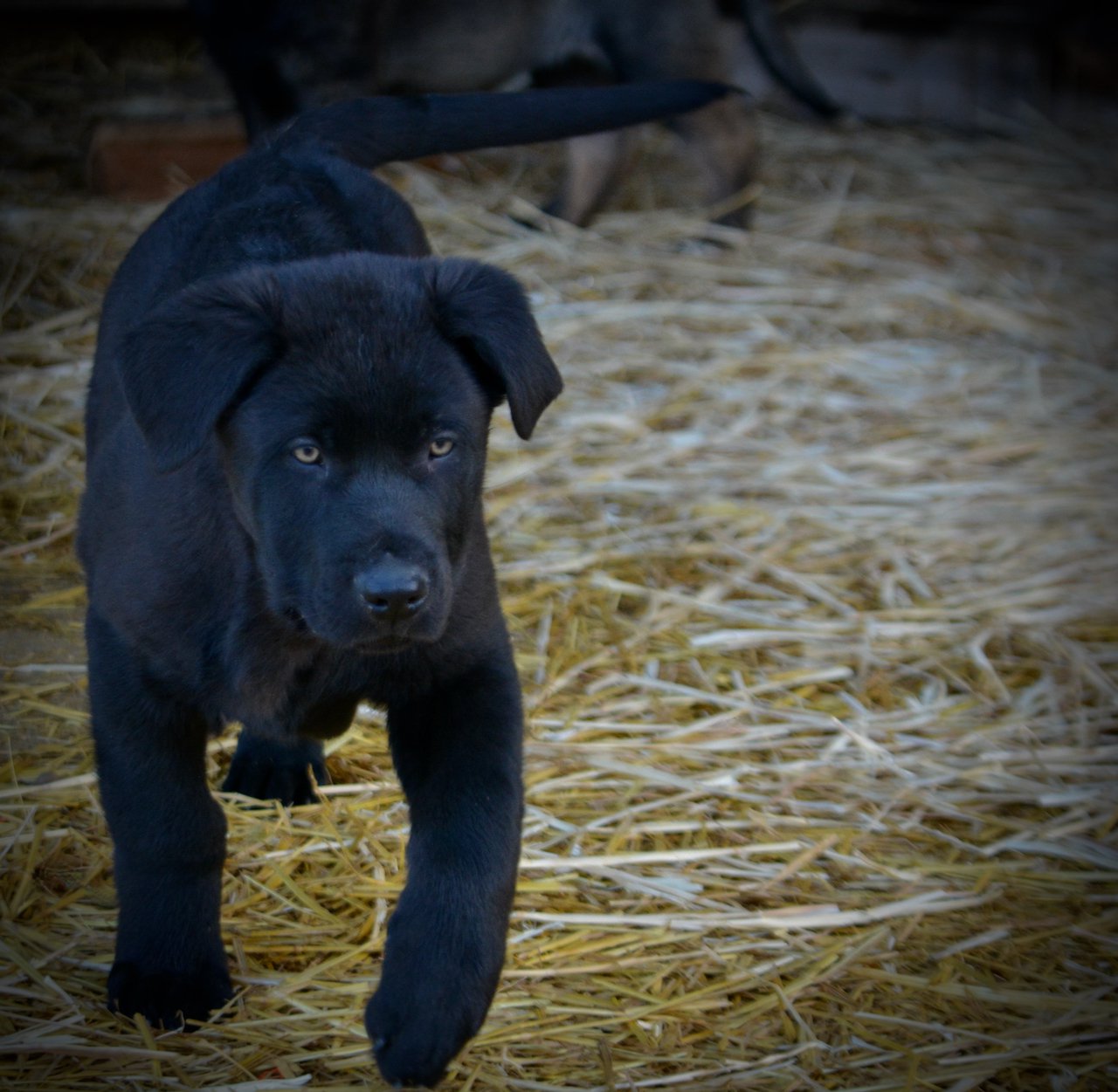 Big Dog Litter - 11 weeks old - Usul3