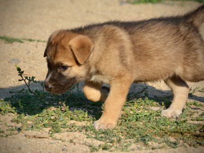 Monster Movie - Balrog - 6 weeks old - trotting to left