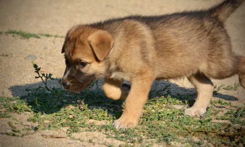 Monster Movie - Balrog - 6 weeks old - trotting to left