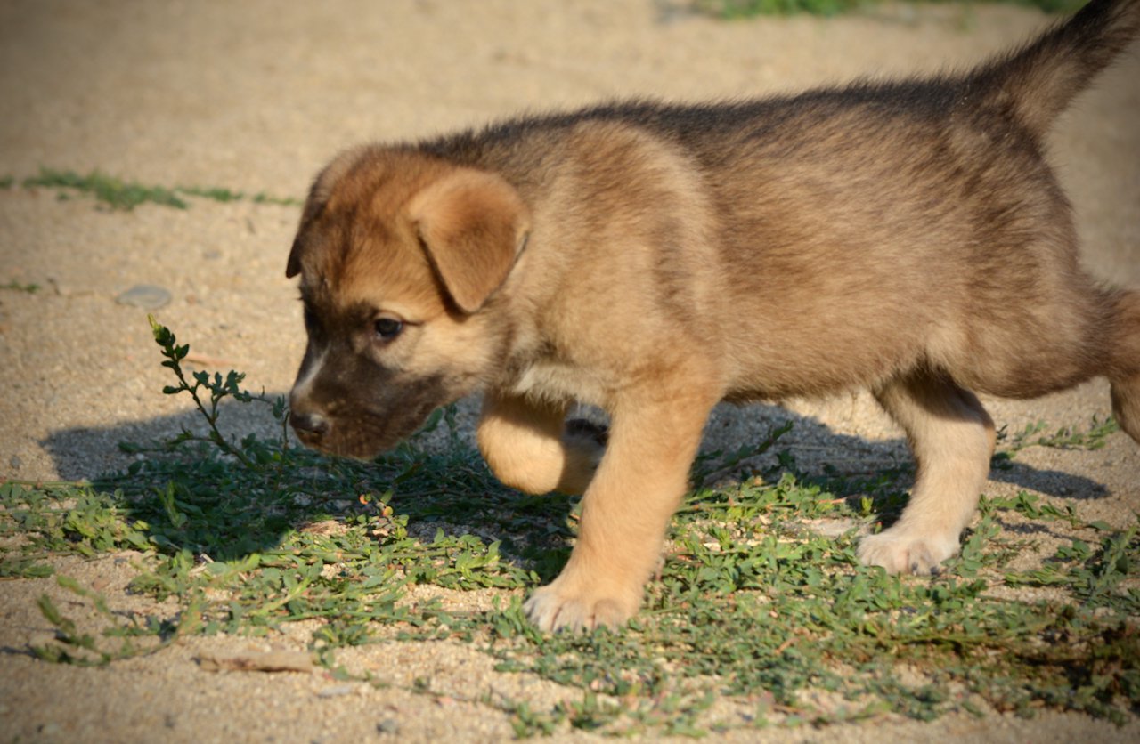 Monster Movie - Balrog - 6 weeks old - trotting to left