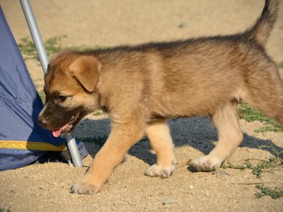 Monster Movie - Balrog - 6 weeks old - trotting to left side