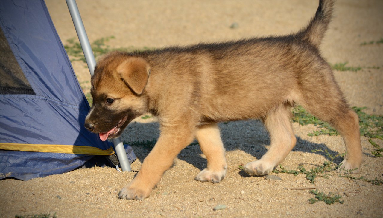 Monster Movie - Balrog - 6 weeks old - trotting to left side