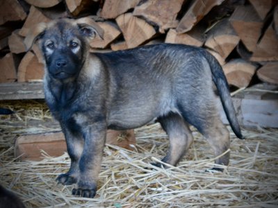 Big Dog Litter - 11 weeks old - Zantanna2