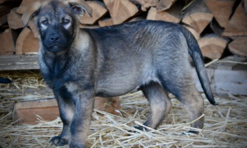 Big Dog Litter - 11 weeks old - Zantanna2