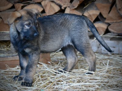 Big Dog Litter - 11 weeks old - Cyclone1