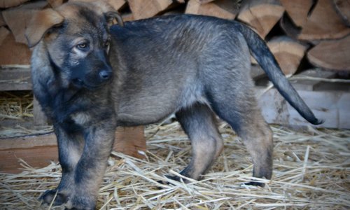 Big Dog Litter - 11 weeks old - Cyclone1