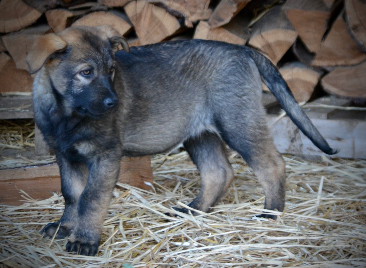 Big Dog Litter - 11 weeks old - Cyclone1