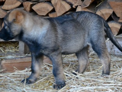 Big Dog Litter - 11 weeks old - Cyclone2