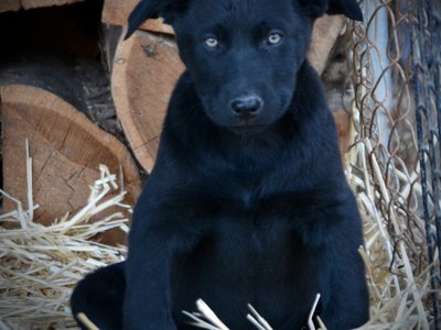 Big Dog Litter - 11 weeks old - Usul4