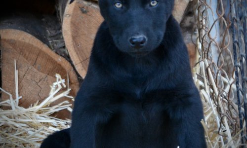 Big Dog Litter - 11 weeks old - Usul4