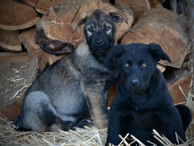 Big Dog Litter - 11 weeks old - Zantanna & Usul