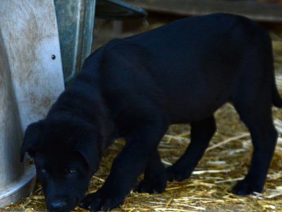 Big Dog Litter - 11 weeks old - Spartacus1
