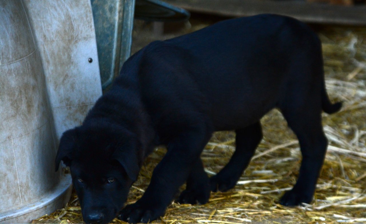 Big Dog Litter - 11 weeks old - Spartacus1