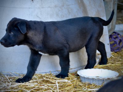 Big Dog Litter - 11 weeks old - Attila3