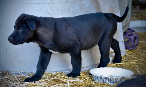 Big Dog Litter - 11 weeks old - Attila3