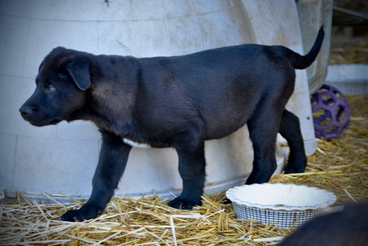 Big Dog Litter - 11 weeks old - Attila3