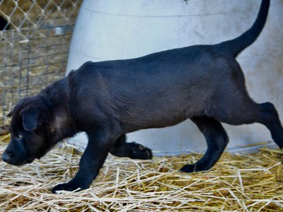 Big Dog Litter - 11 weeks old - Attila1