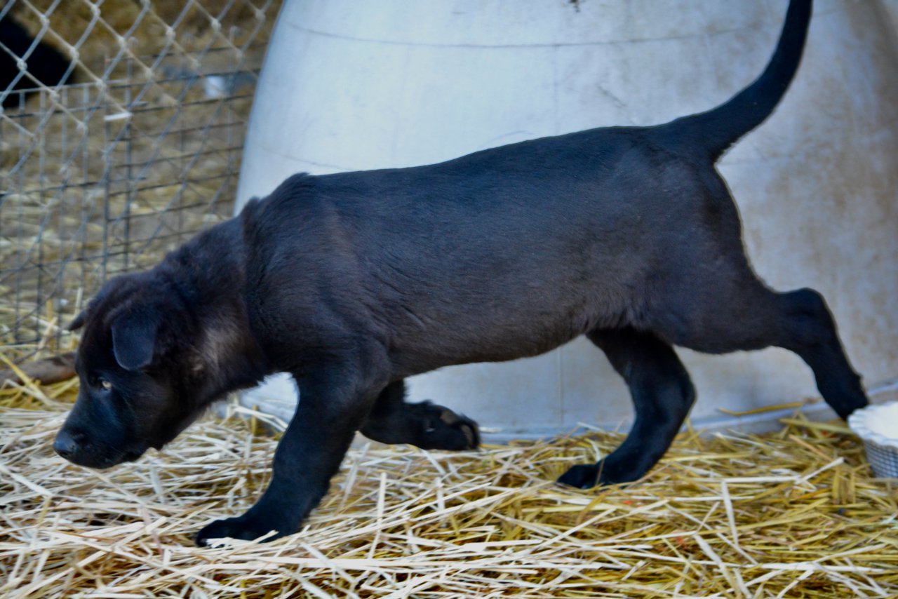 Big Dog Litter - 11 weeks old - Attila1