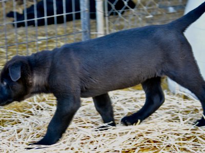 Big Dog Litter - 11 weeks old - Attila2