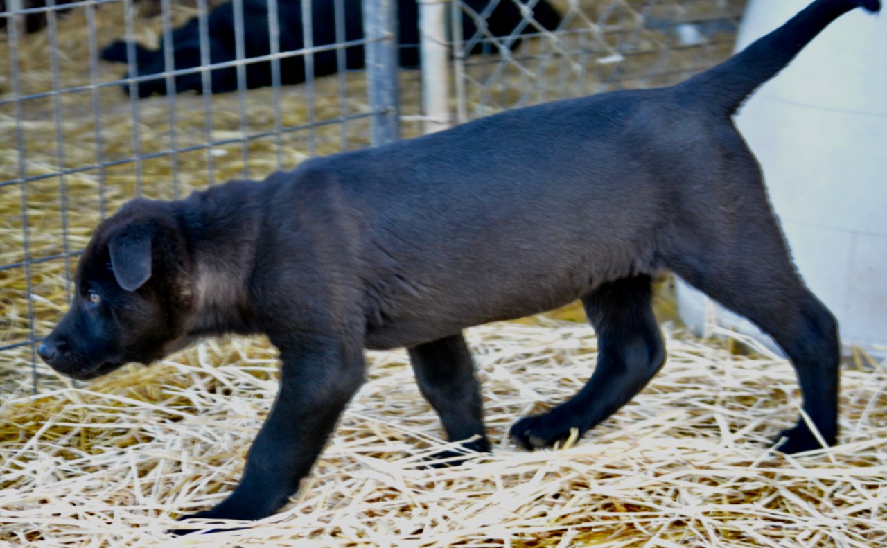 Big Dog Litter - 11 weeks old - Attila2