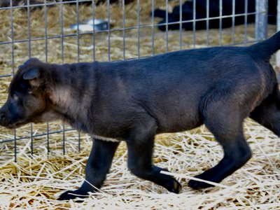Big Dog Litter - 11 weeks old - Attila3