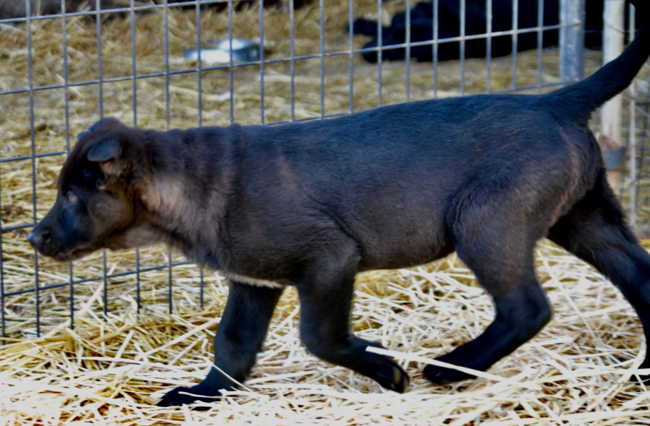 Big Dog Litter - 11 weeks old - Attila3