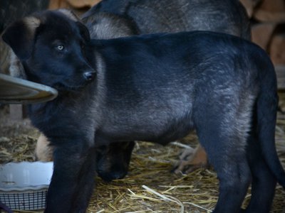 Big Dog Litter - 11 weeks old - Elektra6