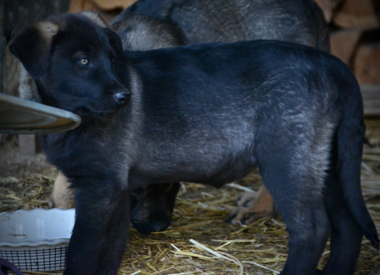Big Dog Litter - 11 weeks old - Elektra6
