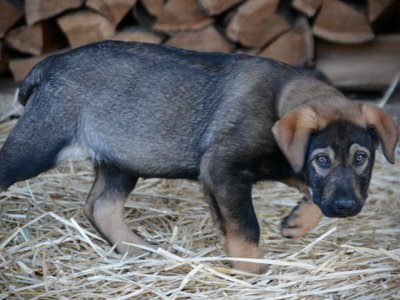 Big Dog Litter - 11 weeks old - Brutus1