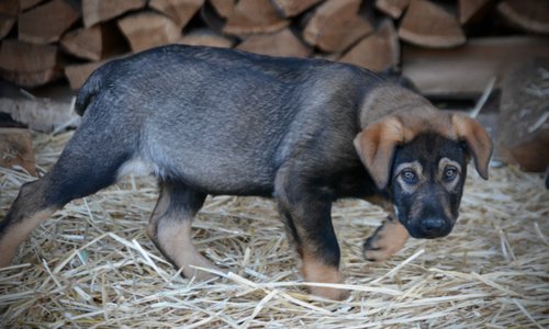 Big Dog Litter - 11 weeks old - Brutus1