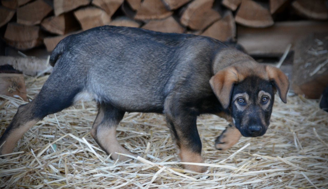 Big Dog Litter - 11 weeks old - Brutus1
