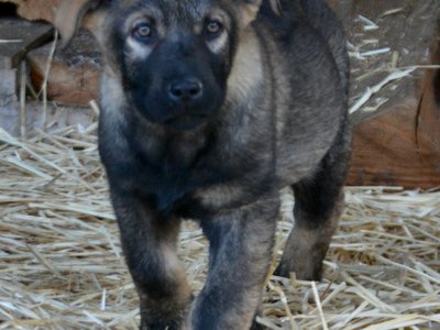 Big Dog Litter - 11 weeks old - Zantanna1