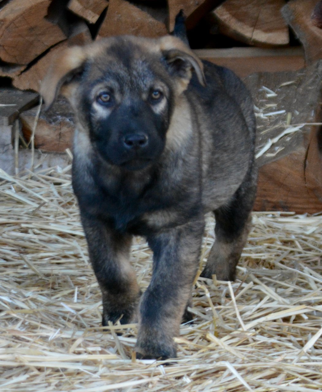 Big Dog Litter - 11 weeks old - Zantanna1