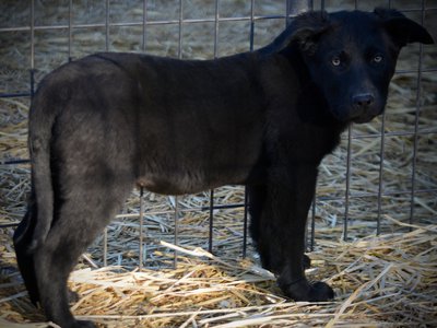 Big Dog Litter - 11 weeks old - Usul5