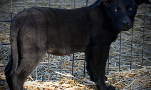 Big Dog Litter - 11 weeks old - Usul5