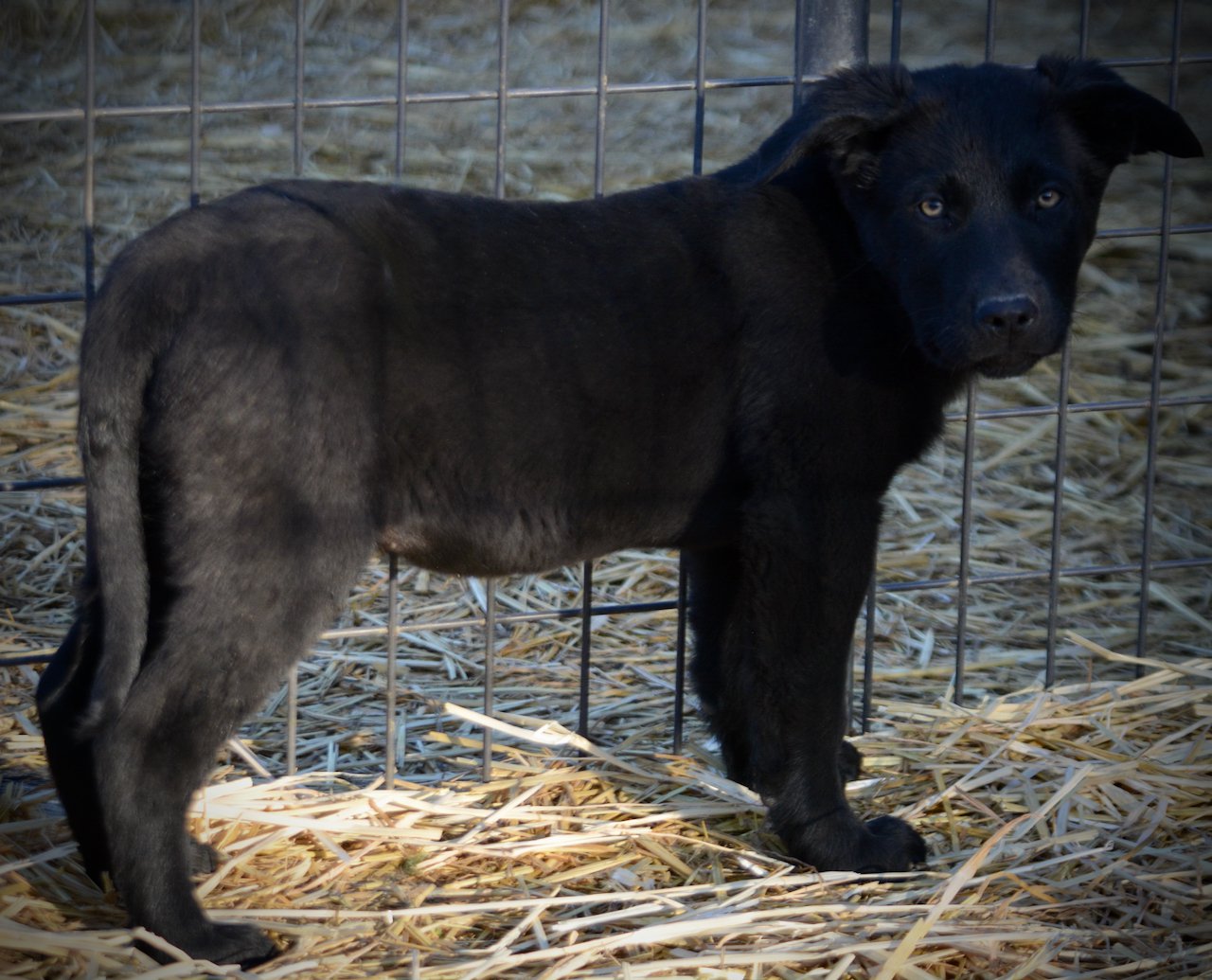 Big Dog Litter - 11 weeks old - Usul5