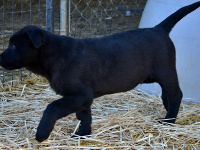 Big Dog Litter - 11 weeks old - Spartacus2