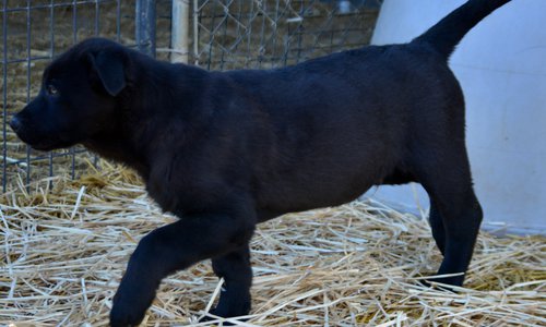 Big Dog Litter - 11 weeks old - Spartacus2