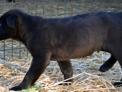 Big Dog Litter - 11 weeks old - Spartacus3