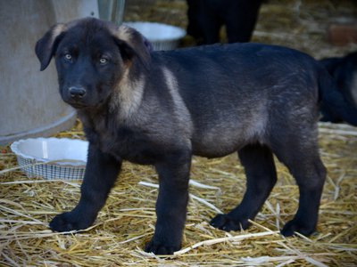 Big Dog Litter - 11 weeks old - Elektra4