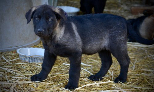 Big Dog Litter - 11 weeks old - Elektra4