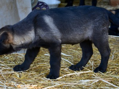 Big Dog Litter - 11 weeks old - Elektra5