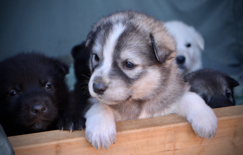 Mountain Peaks Litter - 4 weeks old - Sierra looking over fence