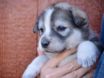 Sierra - 4 weeks old - face